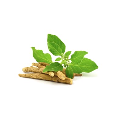 Ingredient ashwagandha