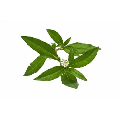 Ingredient bhringraj